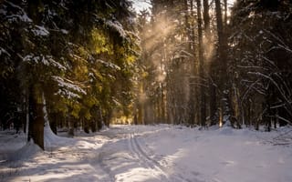 Картинка зима, лес, Надежда Демкина, солнце, Лосиный остров, мороз, Москва