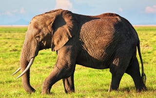 Картинка animals, elephant, african