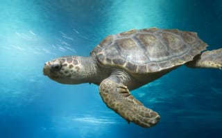 Картинка marine, sea turtle, loggerhead turtle, marine animals, loggerhead