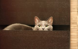 Картинка Кошка, кот, комод, серый