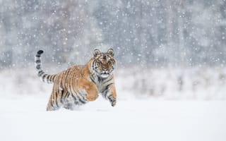Картинка зима, снег, тигр, хищник, большая кошка
