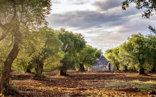 Картинка Облака, Деревья, Апулия, Puglia, Оливковая роща, Италия, долина Итрия, Italy