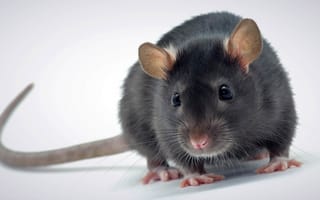 Картинка animal, cute, rat, decorative