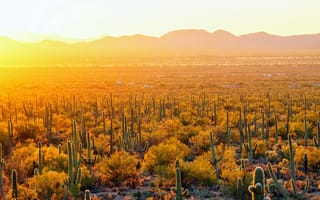 Картинка Аризона, USA, Cactus Saguaro National Park, США, Солнечный свет, Arizona, Sunlight, Национальный парк Кактус Сагуаро