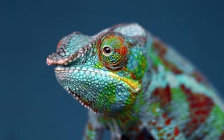 Картинка Макро, Милый, Animals, Green Chameleon, Зеленый хамелеон, Животные, Cute, Крупный план