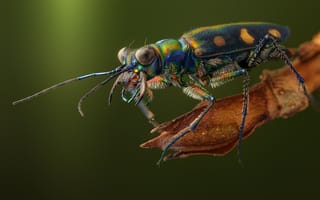 Картинка Усы, Насекомые, cosmodela aurulenta, Жуки, Крупным планом, Вибриссы