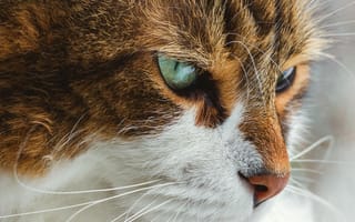 Картинка кошка, взгляд, крупным планом