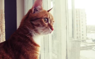 Картинка кот, рыжий, смотрит, в окно, любопытный