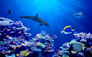 Картинка animal, banner, aquatic, aquarium, australia, angelfish