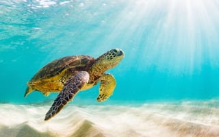 Картинка underwater, young, wildlife, turtle, vacation, water, wild