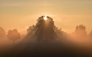 Картинка sunset, cloud, horizon, sun, fog, tree, sunrise