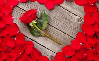 Картинка любовь, цветы, розы, love, романтика, сердце, подарок, лепестки