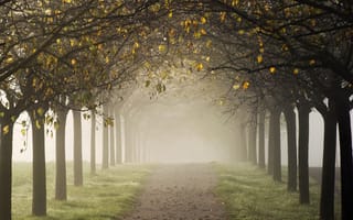 Картинка аллея, осень, деревья, туман, дорога