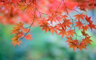 Картинка листья, дерево, ветки, красные, клен, японский