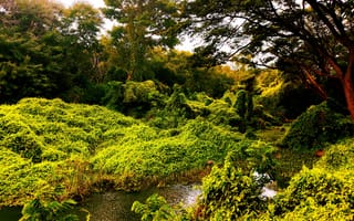 Картинка Water, Sunrise, Lake, First Light, Morning, Plants, Dawn, Trees