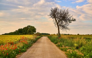 Картинка road, landscape, wildflowers, poppies, three, path