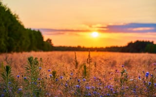 Картинка summer, flower, sunset, landscape