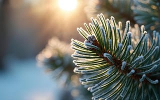 Картинка зима, лес, капли, елка, winter, Christmas, снег, forest