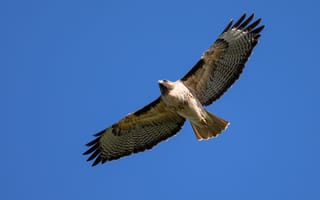 Картинка golden, nature, majestic, hawk, hunter, fly, feather, flight