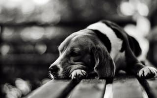 Картинка собака, мордочка, скамейка, лежит, нос, грусть, пес, черное, белое, друг