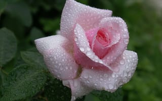 Картинка Rose, лепестки, роса, dew, капли, роза, цветок, бутон, beautiful nature, waterdrops, нежность, pink, flower, розовая, красота