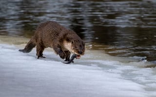 Картинка зима, рыбалка, Надежда Демкина, дикие животные, красный бор, выдра