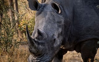 Картинка Африка, носорог, дикие животные, сафари, Надежда Демкина, белый носорог, Намибия