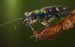 Картинка жук, насекомое, cosmodela aurulenta