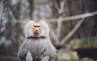 Картинка silver, beautiful, baboon, hamadryas