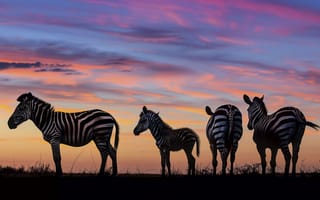 Картинка animals, Africa, zebra