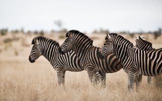 Картинка field, savanna, standing, zebras, herd