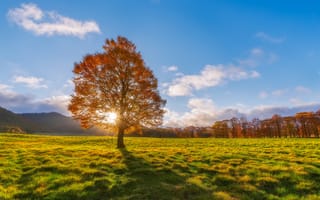 Картинка дерево, осень, поле, солнце, лучи