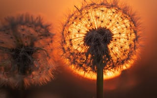 Картинка закат, одуванчик, dandelion, sunrise