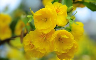 Картинка yellow, blossom, Macro, flowers