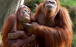 Картинка park, orange, primate, primitive, orangutan, orangutang