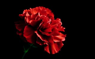 Картинка green, red, flowers, nature, black, carnation, flower