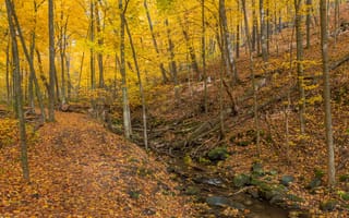 Картинка осень, лес, деревья, ручей