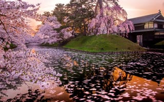 Картинка beautiful, cherry, castle, aomori, april, cherry blossoms, castle wall