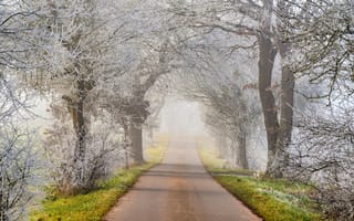 Картинка иней, дорога, деревья