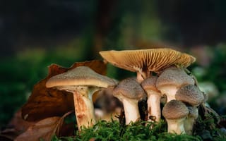 Картинка грибы, мох, опята