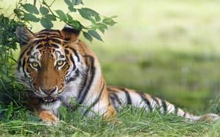 Картинка кошка, трава, тигр, Tambako The Jaguar