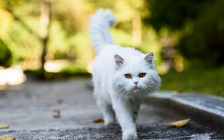 Картинка cat, pet, cat photograph, persian cat, cat photos, cat pet