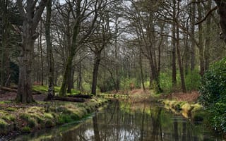 Картинка лес, деревья, речка