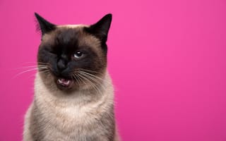 Картинка black, pink, funny, cute, cat, pets, portrait