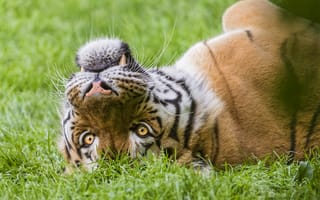 Картинка кошка, трава, Tambako The Jaguar, морда, тигр