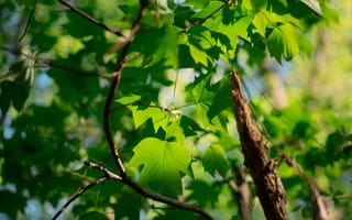 Картинка Nature, Green, Summer, Plant, Woodland, ly han
