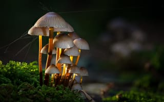 Картинка грибы, мох, паутина