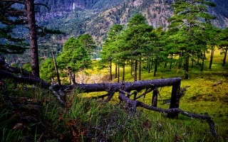 Картинка summer, forest, travel, nature, sky, landscape, tree