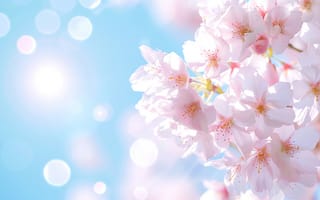 Картинка весна, сакура, bloom, blossom, pink, spring, cherry, цветение