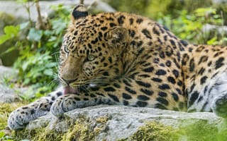 Картинка язык, кошка, Tambako The Jaguar, амурский, леопард, камень, умывание